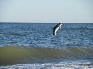 дельфин у берега
