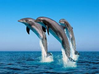Дельфины Черное море.