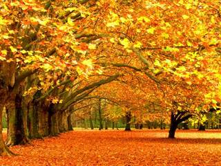 Золотая осень  в Карпатах. Где отдохнуть осенью?