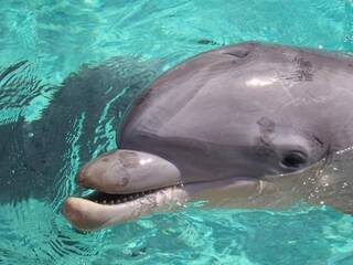 «Дельфинотерапия»