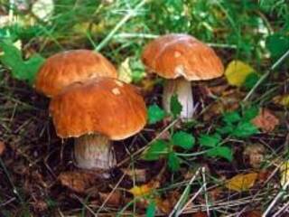 Сбор грибов —особое удовольствие для любителей «тихой» охоты.